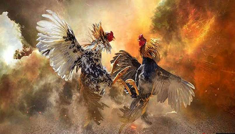 Nội quy đá gà chọi ở miền Nam