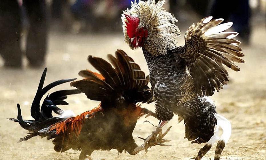 Nội quy đá gà chọi cựa sắt