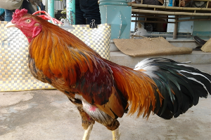 tuong-ga-choi-avt