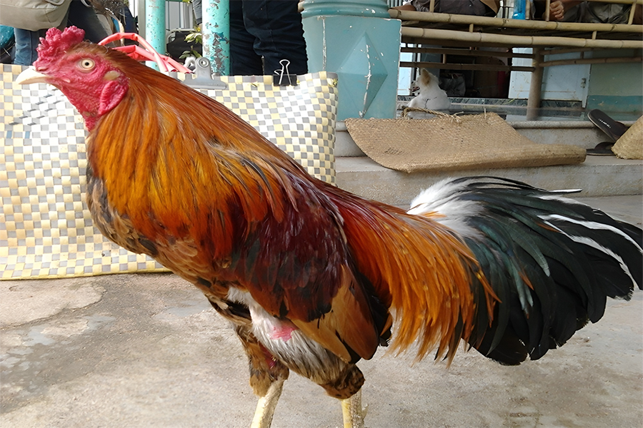 tuong-ga-choi-avt